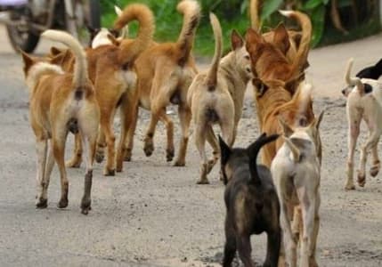 Köpek saldırılarında artış: Belediyelere ağır yaptırımlar geliyor!