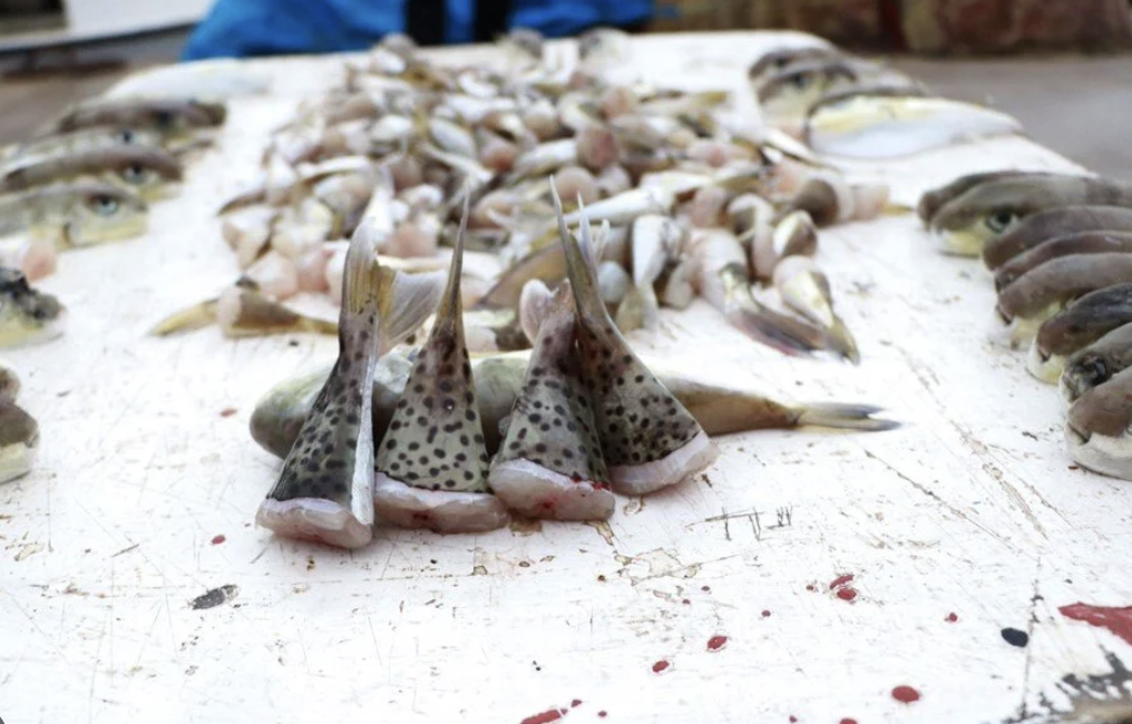 Balon balığına kota geldi