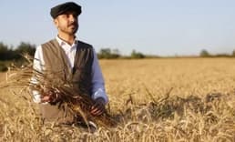 1 TL'ye ekmek satılan Kestel’de buğday hasadı başladı