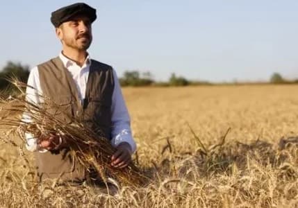 1 TL'ye ekmek satılan Kestel’de buğday hasadı başladı