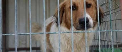 10 soruda sokak hayvanları düzenlemesi