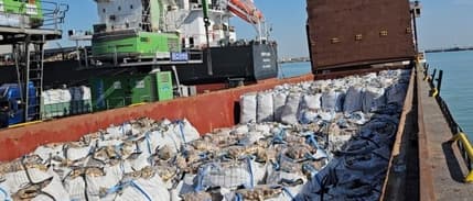 2 bin tonu aşkın ithal patates virüslü çıktı