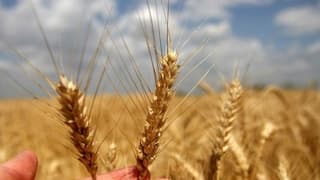 2025 yılı hububat alım fiyatları belli oldu