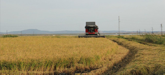 2026’da bitkisel üretime verilecek destekler açıklandı