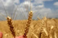 2026 yılı hububat alım fiyatları belli oldu