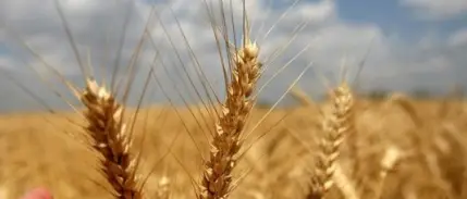 2026 yılı hububat alım fiyatları belli oldu