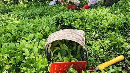 2026 yılı yaş çay alım fiyatı belli oldu