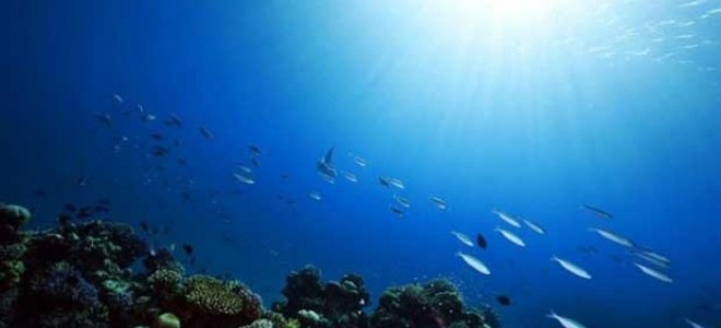 “2050 Yılına Kadar Okyanuslarda Balıktan Çok Plastik Olacak”