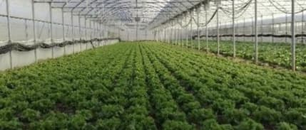 25 dekarlık seracılık yatırımları 'yatırım teşviki'nden faydalanacak