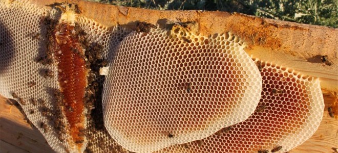 4 Bin Çiftçi, Doğal Bal Üretimine Başlıyor