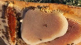 4 Bin Çiftçi, Doğal Bal Üretimine Başlıyor