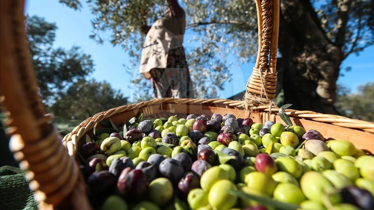 40 yıllık Baktat Zeytincilik konkordato ilan etti