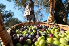 40 yıllık Baktat Zeytincilik konkordato ilan etti