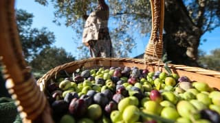 40 yıllık Baktat Zeytincilik konkordato ilan etti