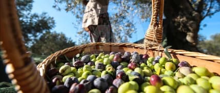 40 yıllık Baktat Zeytincilik konkordato ilan etti