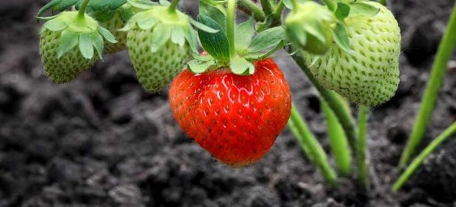 5 Fideyle Başladığı Çilek Üretiminde 8 Ton Hasada Ulaştı