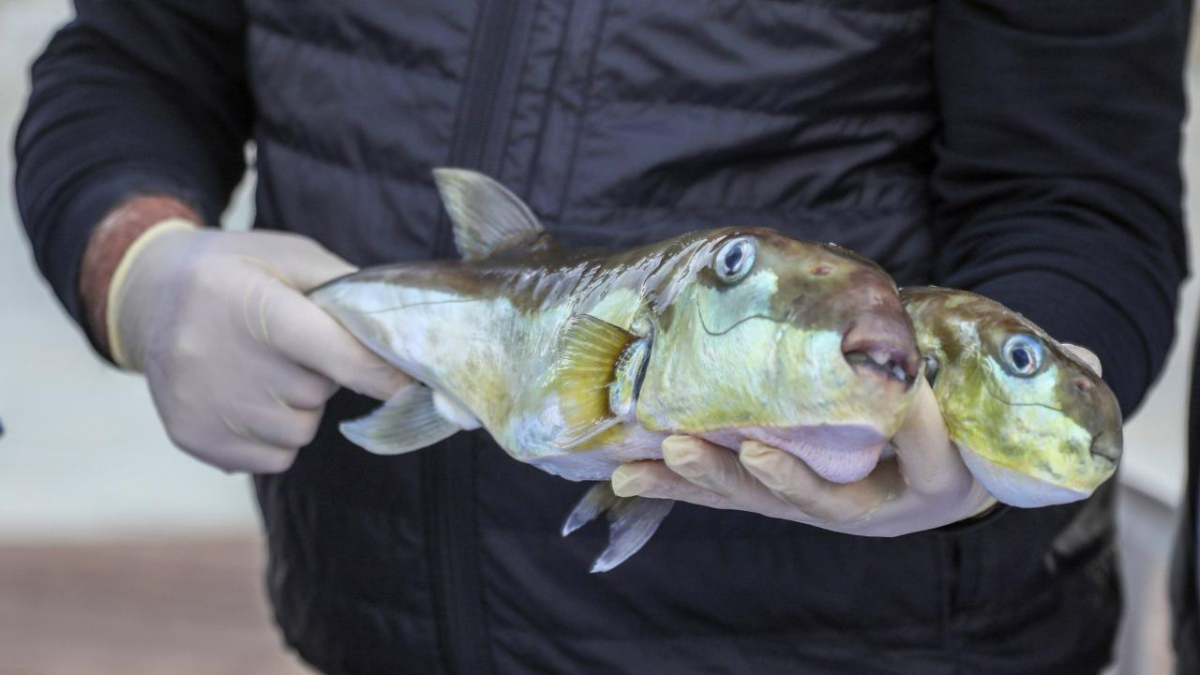 50 milyon balon balığının ekosisteme girişi engellendi
