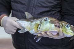 50 milyon balon balığının ekosisteme girişi engellendi