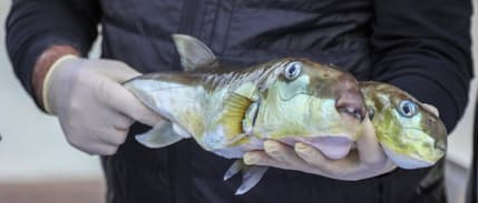 50 milyon balon balığının ekosisteme girişi engellendi