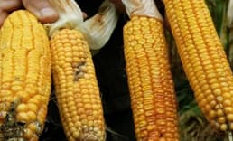 AB'den genetiği değiştirilmiş mısıra onay