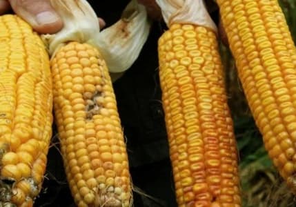 AB'den genetiği değiştirilmiş mısıra onay