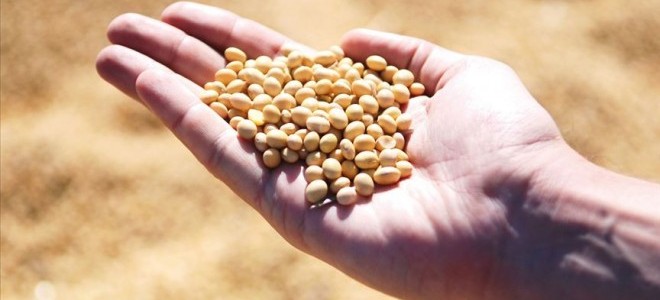 AB'den genetiği değiştirilmiş soya fasulyesine onay