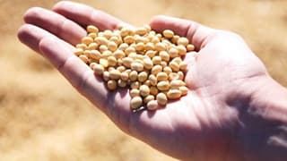 AB'den genetiği değiştirilmiş soya fasulyesine onay