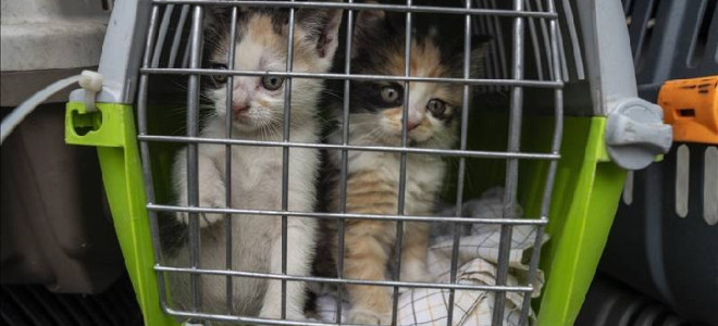 AB mahkemesi uçuşlarda evcil hayvanı 