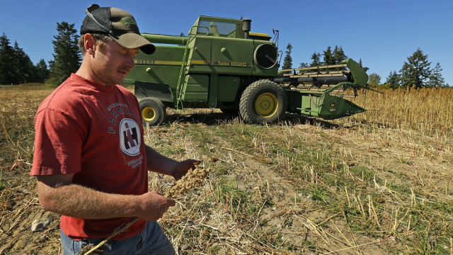 ABD'de çiftçiler rota değiştirdi: Mısırdan soyaya kayış başladı