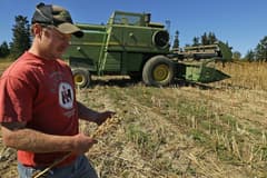 ABD'de çiftçiler rota değiştirdi: Mısırdan soyaya kayış başladı