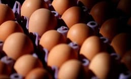ABD fiyatları düşürmek için Avrupa'da yumurta avına başladı