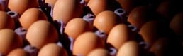 ABD fiyatları düşürmek için Avrupa'da yumurta avına başladı