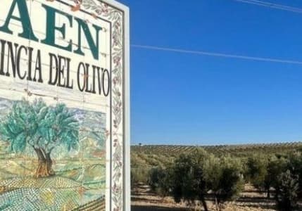 ABD seçimleri zeytinyağı pazarını da etkileyecek