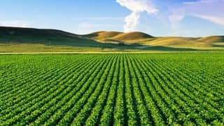 ABD Tarım Sektörüne 12 Milyar Dolarlık Yardım Planlıyor