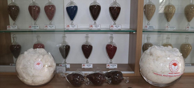 Adana'da adaptasyon yeteneği yüksek yeni pamuk çeşidi geliştirildi