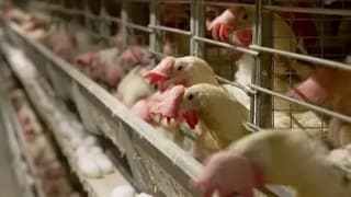 Afyon'da kuş gribi telaşı: 4,5 milyon tavuk itlaf edildi