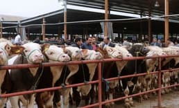 Afyonkarahisar’da şap hastalığı alarmı: Canlı hayvan pazarları kapatıldı