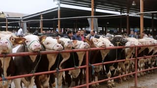 Afyonkarahisar’da şap hastalığı alarmı: Canlı hayvan pazarları kapatıldı