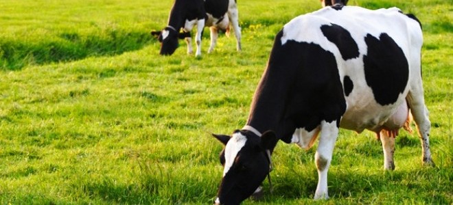 AGROEXPO Uluslararası Tarım ve Hayvancılık Fuarı İzmir'de Açıldı