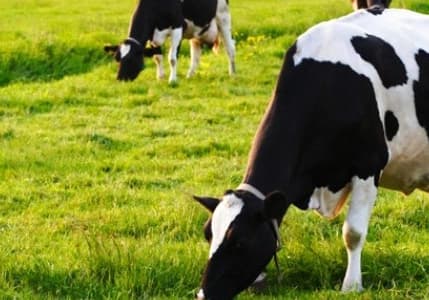 AGROEXPO Uluslararası Tarım ve Hayvancılık Fuarı İzmir'de Açıldı
