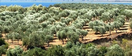 Akdeniz Havzasının Ekonomik Durumu Masaya Yatırıldı