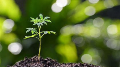 Akfen Holding'den Şarköy'e 10 bin fidan bağışı