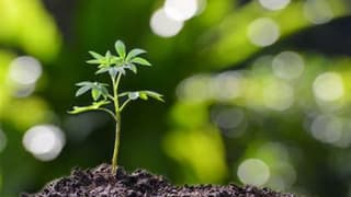 Akfen Holding'den Şarköy'e 10 bin fidan bağışı