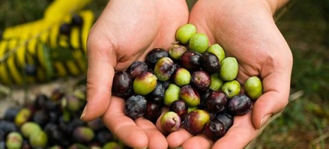 Akhisar'da Dünya Zeytin Günü Kutlandı