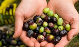Akhisar'da Dünya Zeytin Günü Kutlandı