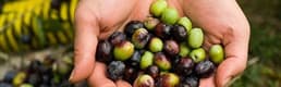 Akhisar'da Dünya Zeytin Günü Kutlandı