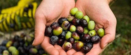 Akhisar'da Dünya Zeytin Günü Kutlandı