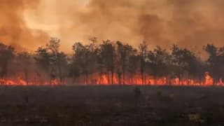 Allianz: Orman yangınlarının maliyeti 10 yılda 6 kat arttı