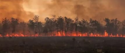 Allianz: Orman yangınlarının maliyeti 10 yılda 6 kat arttı