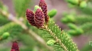 Anadolu Landini, Globe Serisi Traktörlerin Yerli Üretimine Başladı